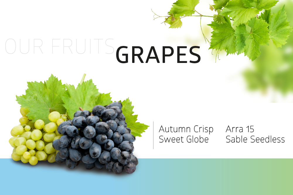Table Grapes
